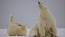 Amerikas Naturwunder (6/8)