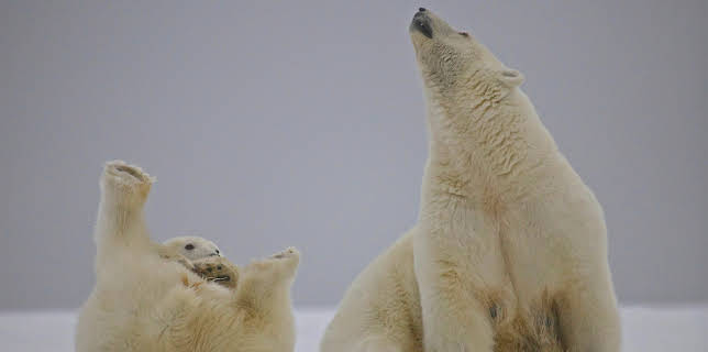 12:25: Amerikas Naturwunder (6/8) | 3SAT | 12/19 2025