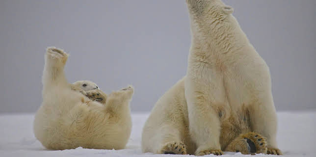 Amerikas Naturwunder (6/8)