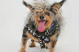 Mascotas estrellas: Lo feo es bonito