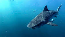 Documental  Mares Supremos