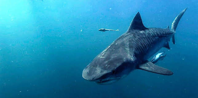 16:25: Grandes Documentales Mares Supremos | LA 2 | 12/3 2025