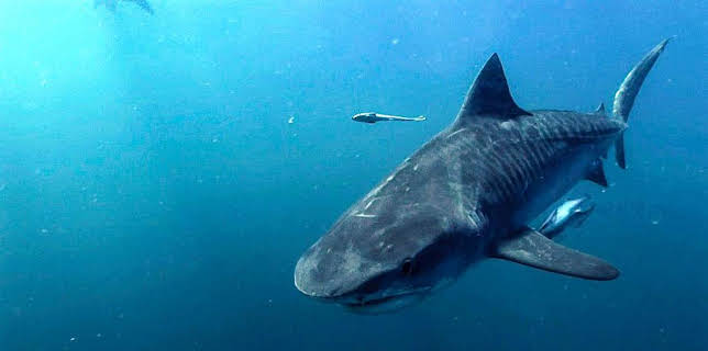 Grandes Documentales Mares Supremos