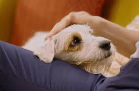 Casados con hijos season-1: Casados con hijos Capítulo 6