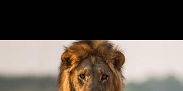 00:25: Predador vs. presa: Leones | Nat Geo Wild | 2/13 2026