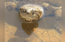 Africa's Wild Wonders: Territories