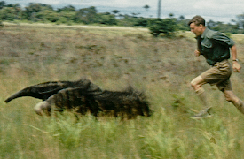 Zoo Quest in Colour: Zoo Quest for a Dragon