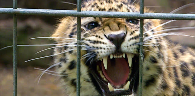 14:25: Elefant, Tiger & Co. (260) | MDR Fernsehen | 2/25 2026