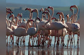 Wild Spain: The Mediterranean South