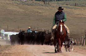 Last American Cowboy: Season 1: Renewal