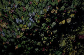 Missing Kenley: The Obfuscator & The Missing Link