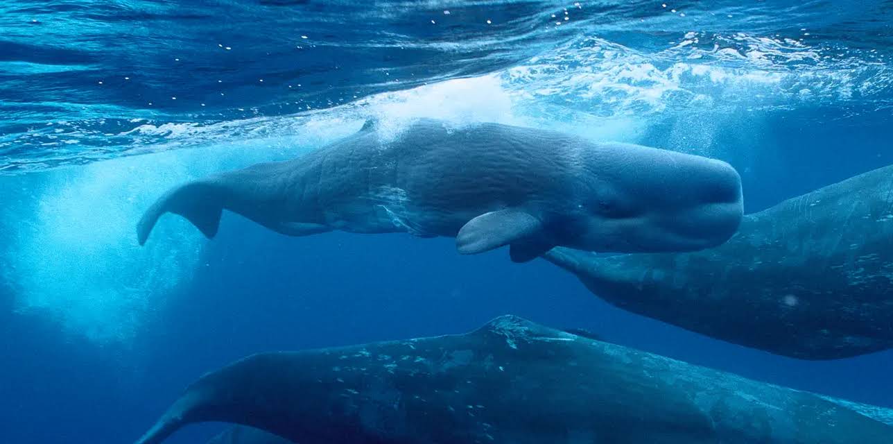 Giants Of The Deep Blue