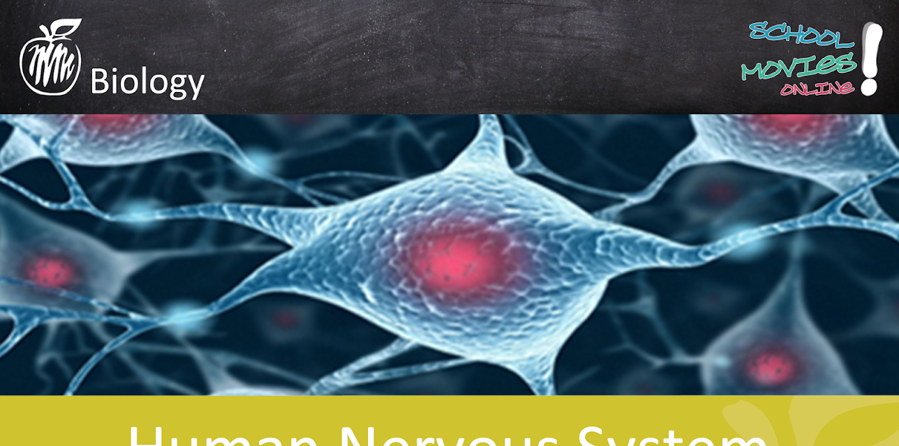 Human Nervous System - School Movie on Biology