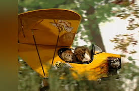 Once Upon A Hamster Season 1: The Aeroplane