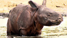 Panda, Gorilla & Co. (349)