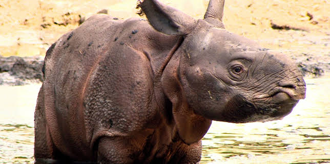 13:00: Panda, Gorilla & Co. (349) | WDR Fernsehen | 2/10 2026