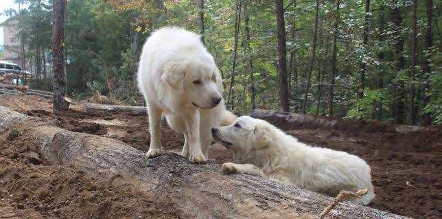 5:00 PM: Homestead Rescue (S4) | Discovery Channel | 3/24 2026