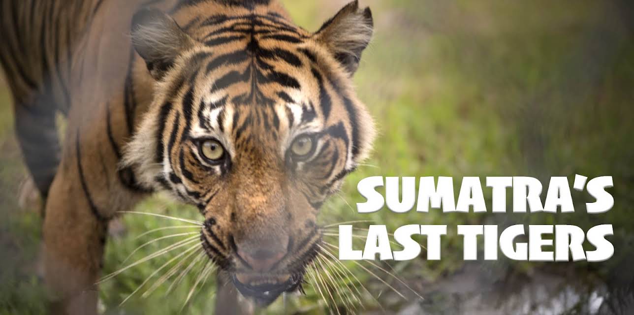 Sumatra's Last Tigers (2010)