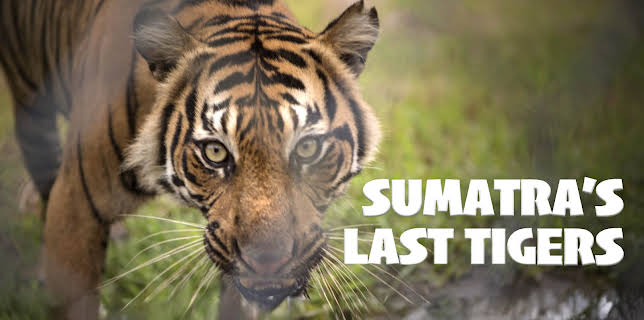 Sumatra's Last Tigers (2010)