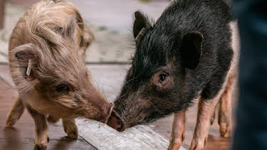 10:20: Die Haustierprofis | WDR Fernsehen | 4/24 2026