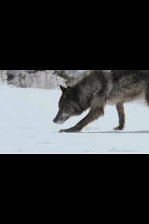 04:30: Predador vs. presa: Lobo | Nat Geo Wild | 3/8 2026