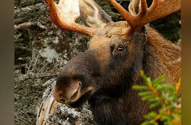 Wild Wild East: Highlands