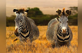 Kenya Wildlife Diaries: Horses of the Sun