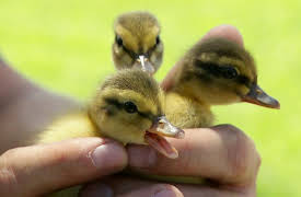 Animal Cops Season 20: Canal Dog Resuce