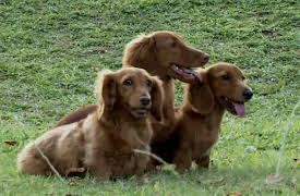 Pets in Paradise: Weiner Dogs to the Rescue