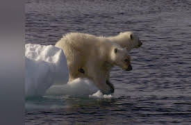 Frozen Planet Season 1: Summer, Part 1