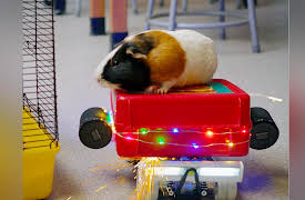 Matty Paz Is A Noob: Teacher's Pet