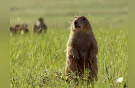 North America Season 1: No Place to Hide