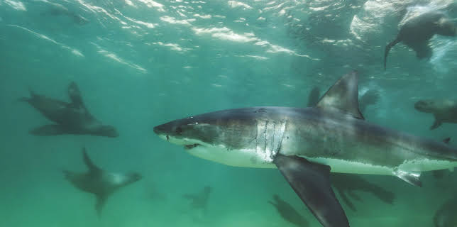 03:20: Unsere Erde III | 3SAT | 2/5 2026