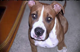 Pit Bulls & Parolees: Whiteout