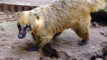 03:30: Elefant, Tiger & Co. (564) | MDR Fernsehen | 4/14 2026