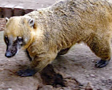 Elefant, Tiger & Co. (564)