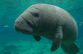America's National Parks (Classic): Everglades