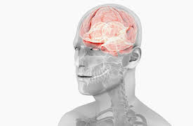 Understanding the Brain: Central Nervous System—Development