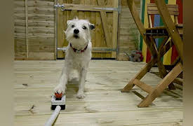 Dog Years: Shed Disaster