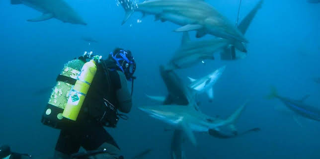 2:55 PM: Shark Bites (S1) | CBBC | 2/10 2026