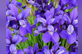 Learning Statistics: Concepts and Applications in R: Validating Statistical Assumptions