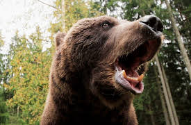 Animal DNA: Beauty and the Beast