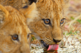 Big Cats 24/7: Facing the Flood