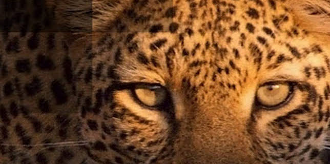 8:00 PM: Africa's Hunters | Nat Geo Wild | 12/12 2025