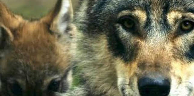 15:45: Padrazos de la naturaleza | La Otra | 3/19 2026