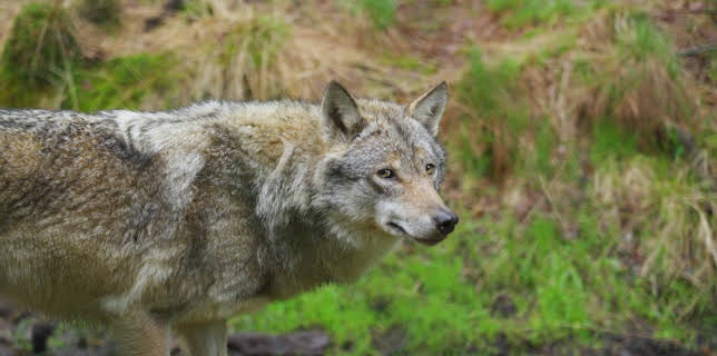 05:00: Dyrepasserne | TV 2 | 11/20 2025