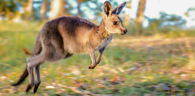 17:51: Durch das Jahr in der weltweiten Wildnis | Arte | 11/21 2025