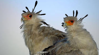 16:30: Grandes Documentales Grandes Especies De Africa | LA 2 | 8/25 2026