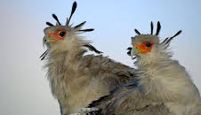 Documental Grandes Especies De Africa