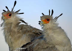 Grandes Documentales Grandes Especies De Africa